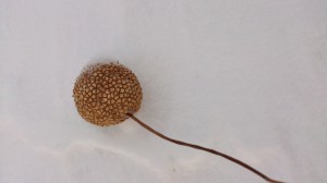 これ何でしょう？