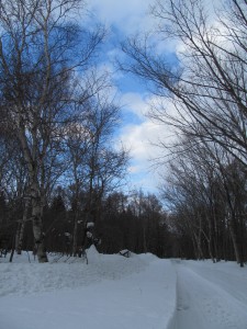 春の公園