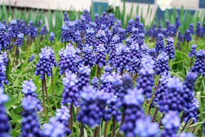 花壇の花