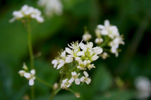0005IMG_4865