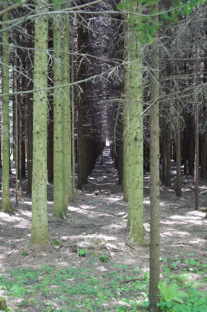 針葉樹林